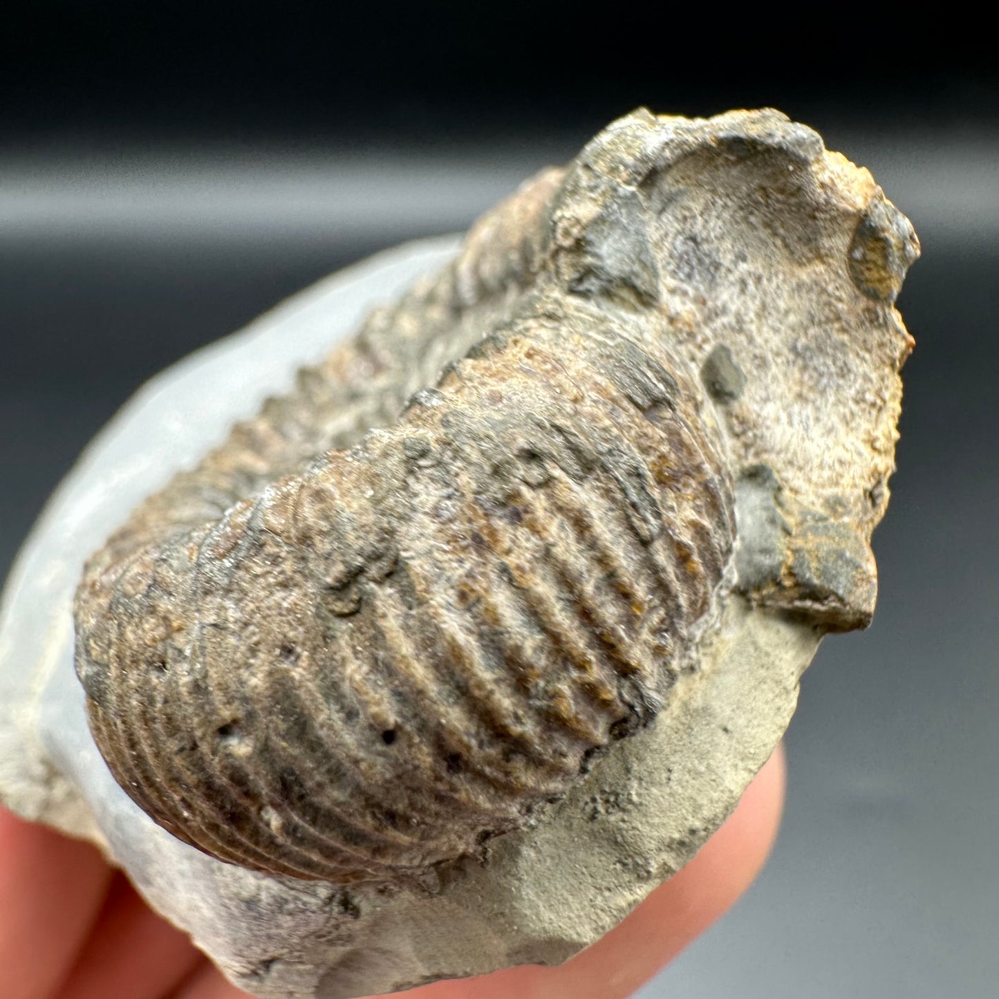 Catacoeloceras Sp. ammonite fossil with box and stand- Whitby, North Yorkshire Jurassic Coast Yorkshire Fossils