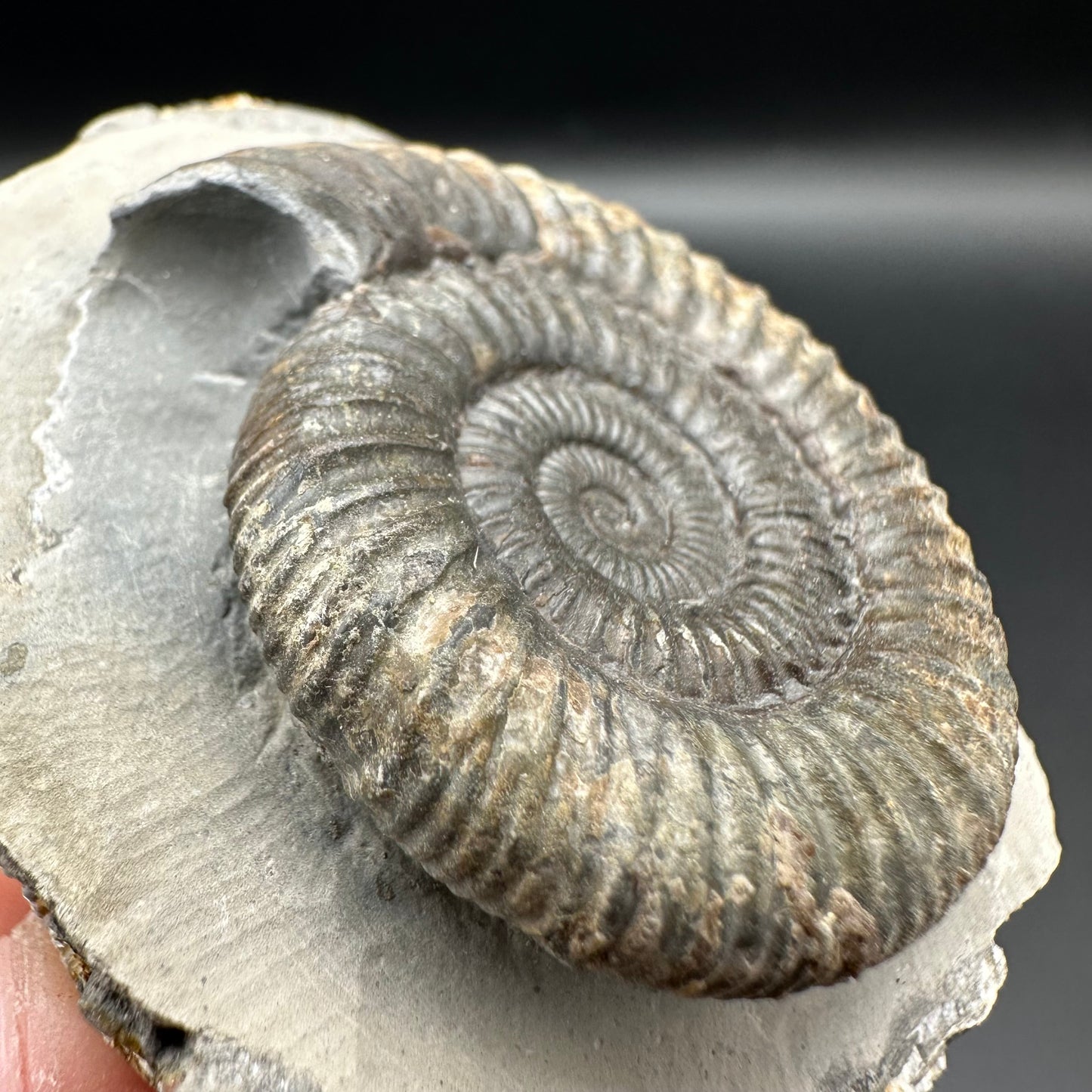 Dactylioceras Ammonite Fossil With Box And Stand - Whitby, North Yorkshire Jurassic Coast Yorkshire Fossils