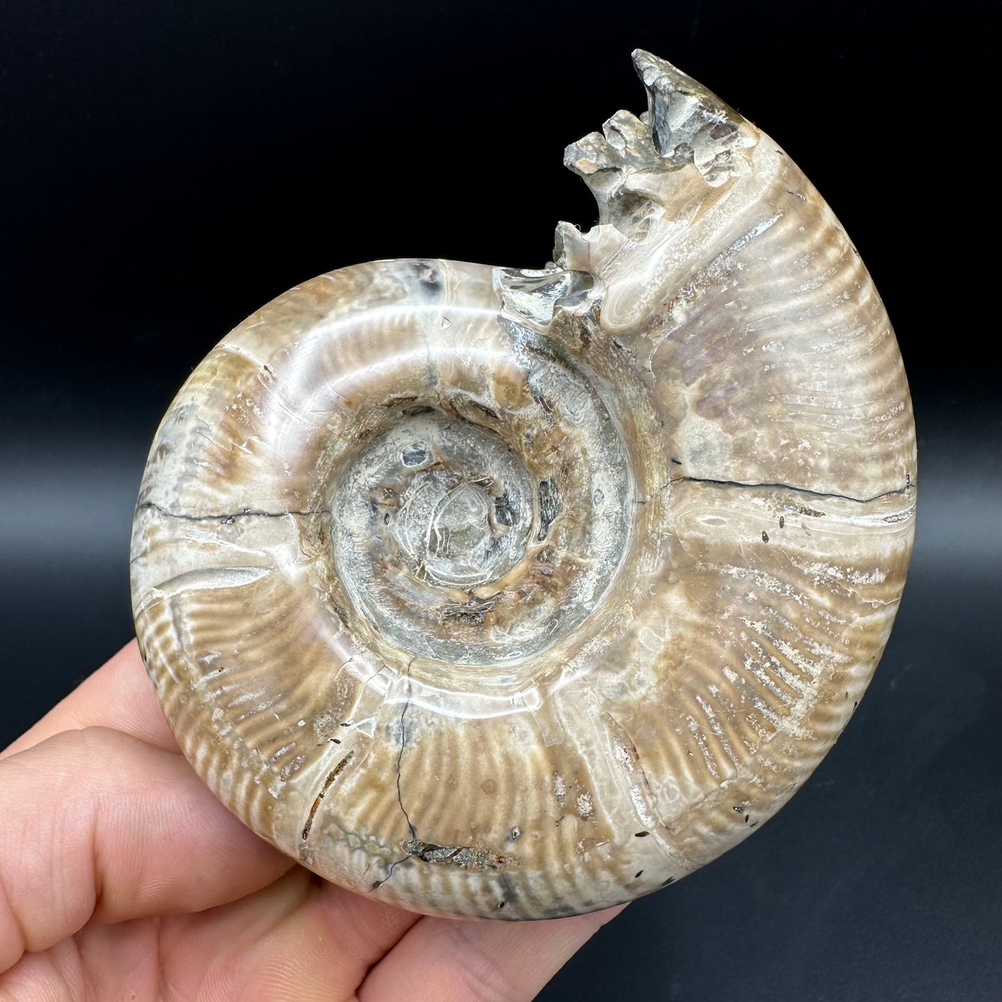 Puzosia Ammonite Fossil With Box And Stand - Cretaceous Ammonite Madagascar