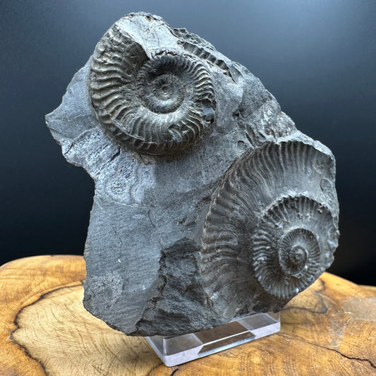 Grammoceras thoaurense Ammonite shell fossil with box and stand - Whitby, North Yorkshire, Yorkshire Fossils from the Jurassic Coast