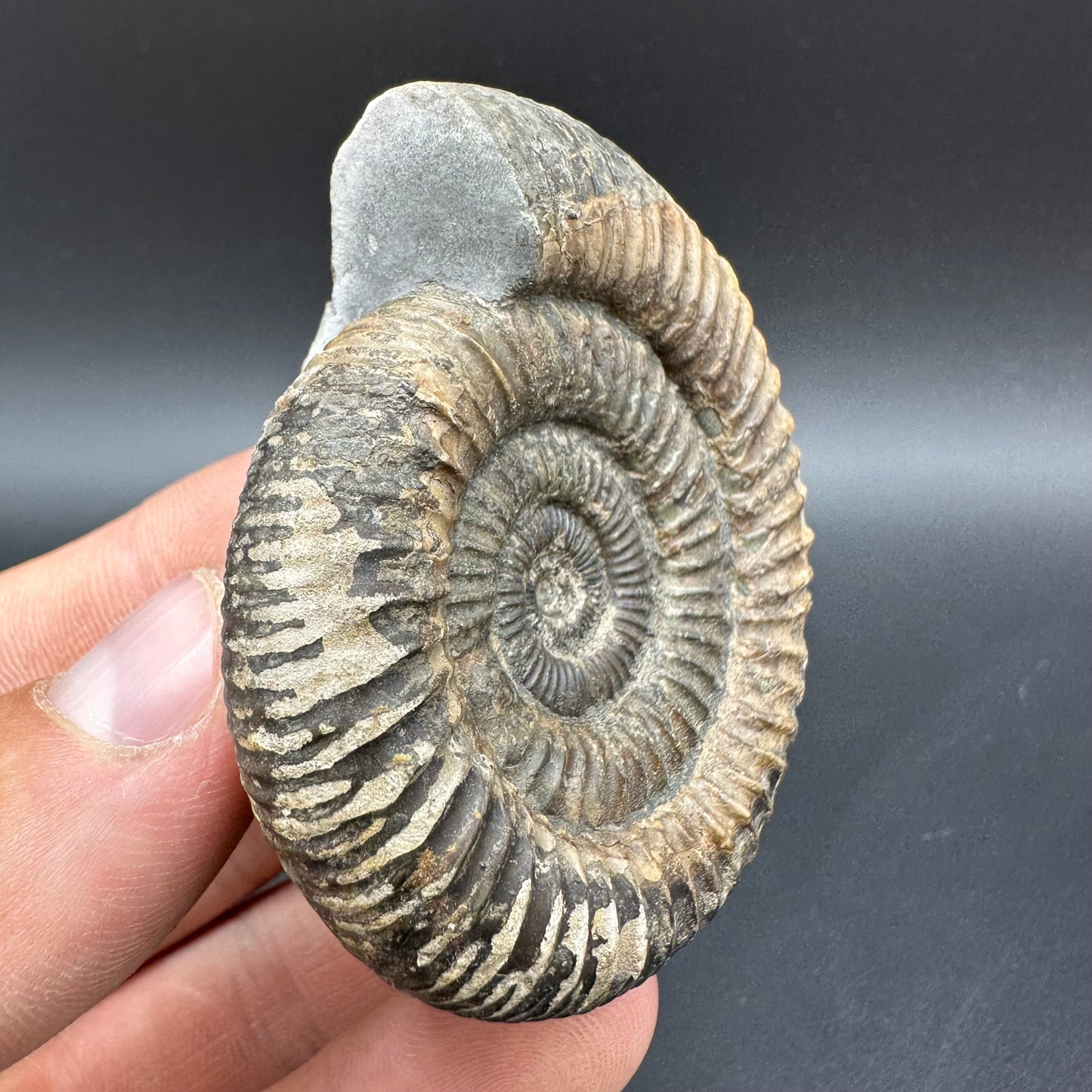 Dactylioceras Ammonite Fossil With Box And Stand - Whitby, North Yorkshire Jurassic Coast Yorkshire Fossils