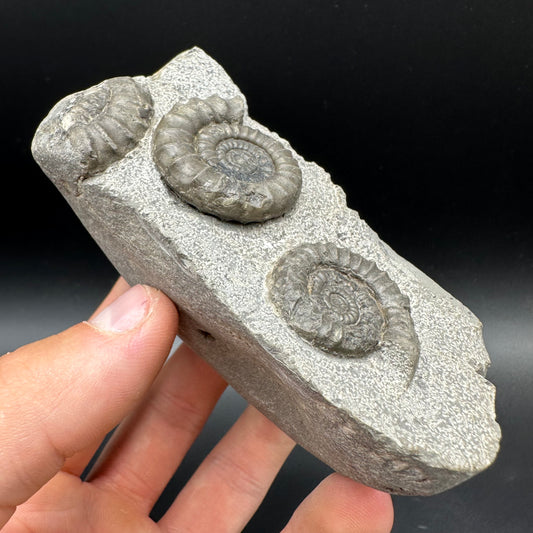 Arnioceras ammonite shell fossil with box and stand - Whitby, North Yorkshire Jurassic Coast Yorkshire Fossils