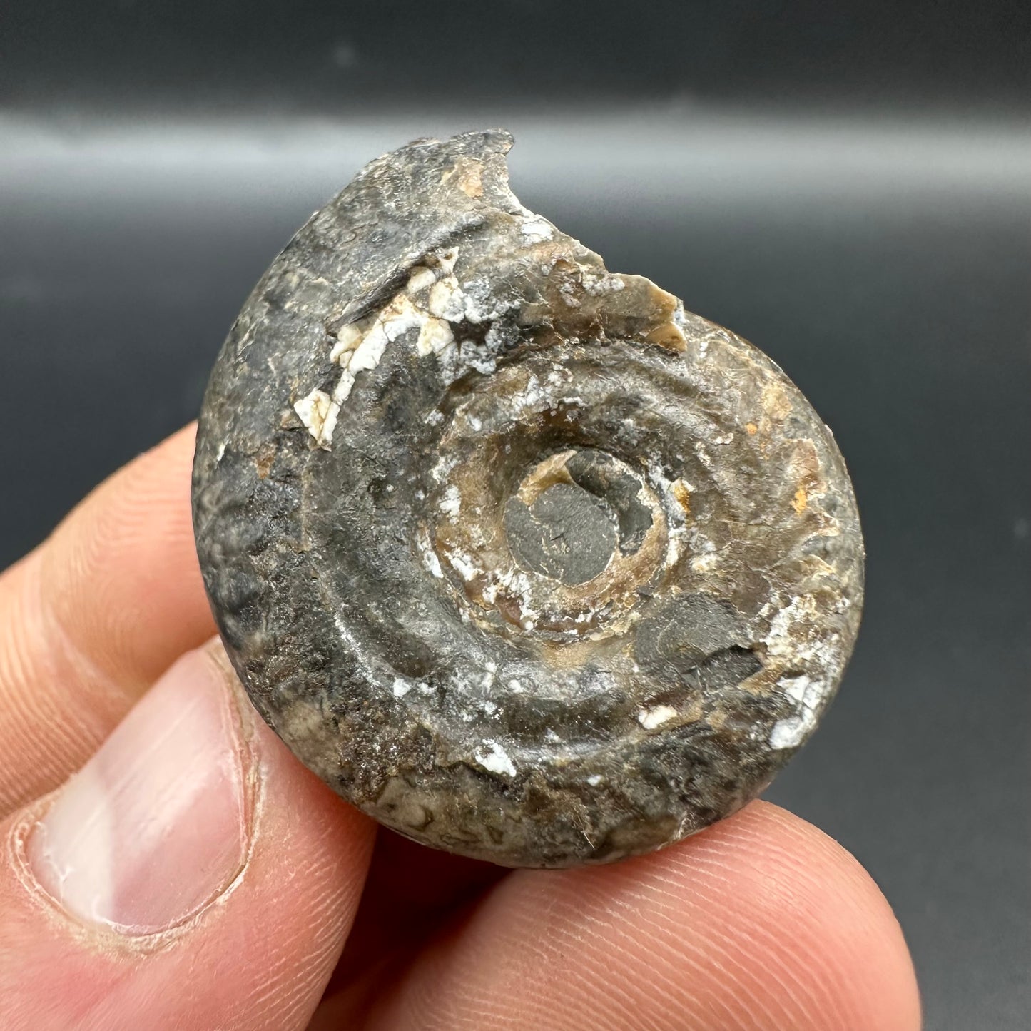 Hildoceras Bifrons Ammonite fossil with box and stand - Whitby, North Yorkshire Jurassic Coast, Yorkshire Fossils from the Jurassic Coast