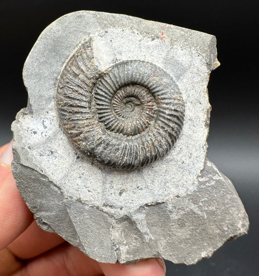 Dactylioceras Ammonite Fossil With Box And Stand - Whitby, North Yorkshire Jurassic Coast Yorkshire Fossils