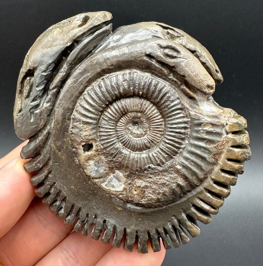 Hydra Snakestone Ammonite Fossil With Bag/Box And Stand - Whitby, North Yorkshire Jurassic Coast Yorkshire Fossils