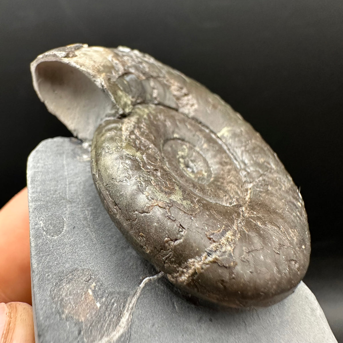Grammoceras thoaurense Ammonite shell fossil with box and stand - Whitby, North Yorkshire, Yorkshire Fossils from the Jurassic Coast