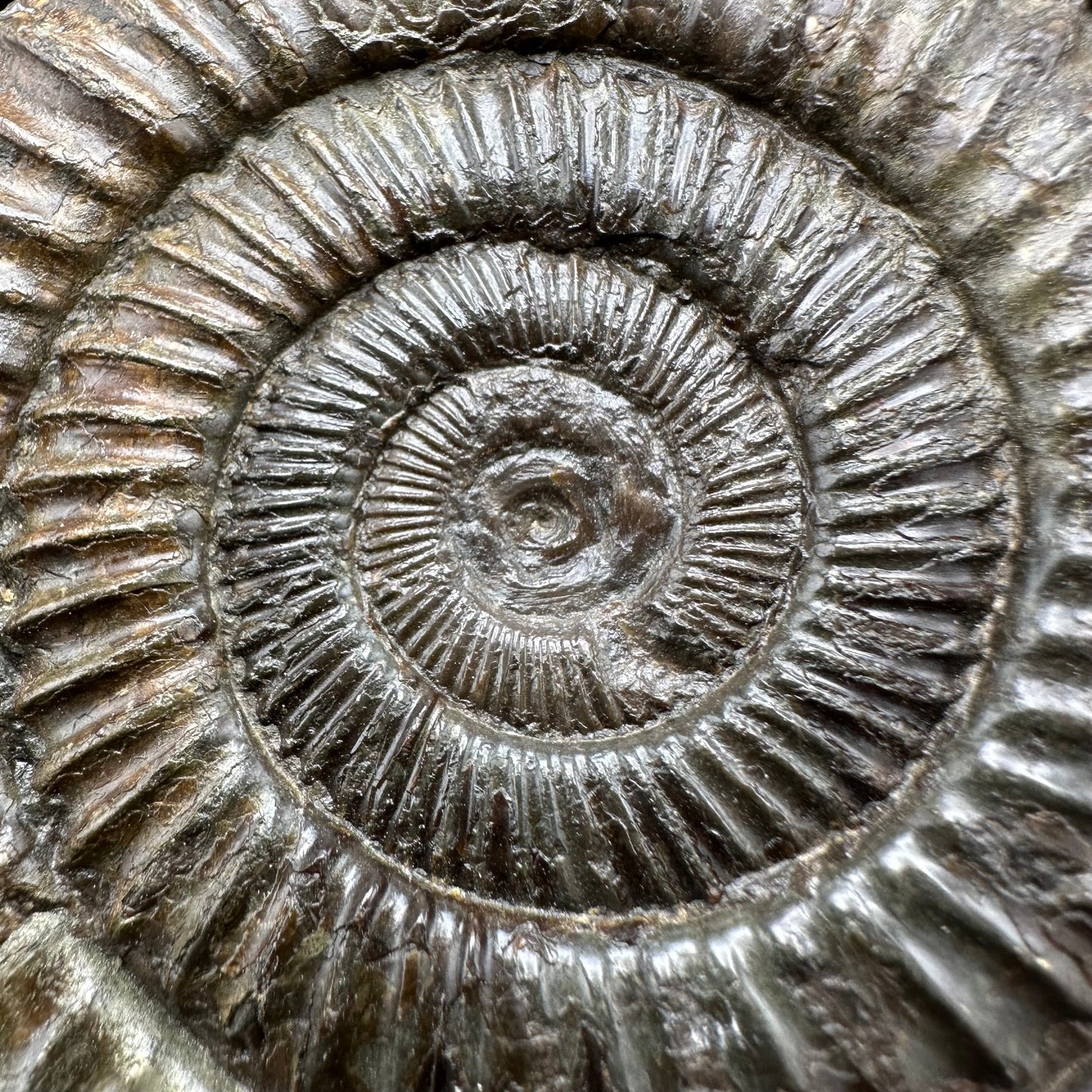 Dactylioceras Ammonite Fossil With Box And Stand - Whitby, North Yorkshire Jurassic Coast Yorkshire Fossils