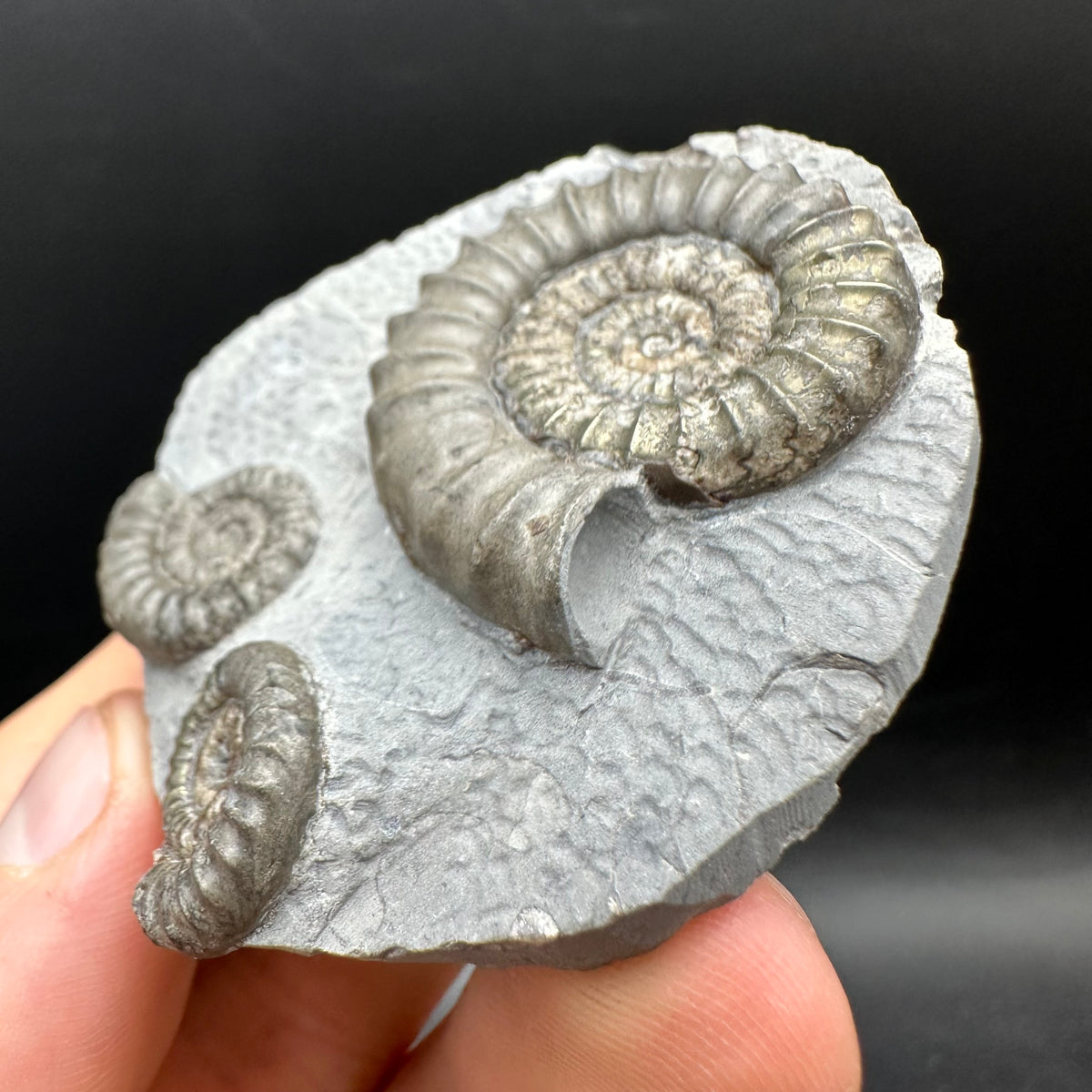 Arnioceras ammonite shell fossil with box and stand - Whitby, North Yorkshire Jurassic Coast Yorkshire Fossils