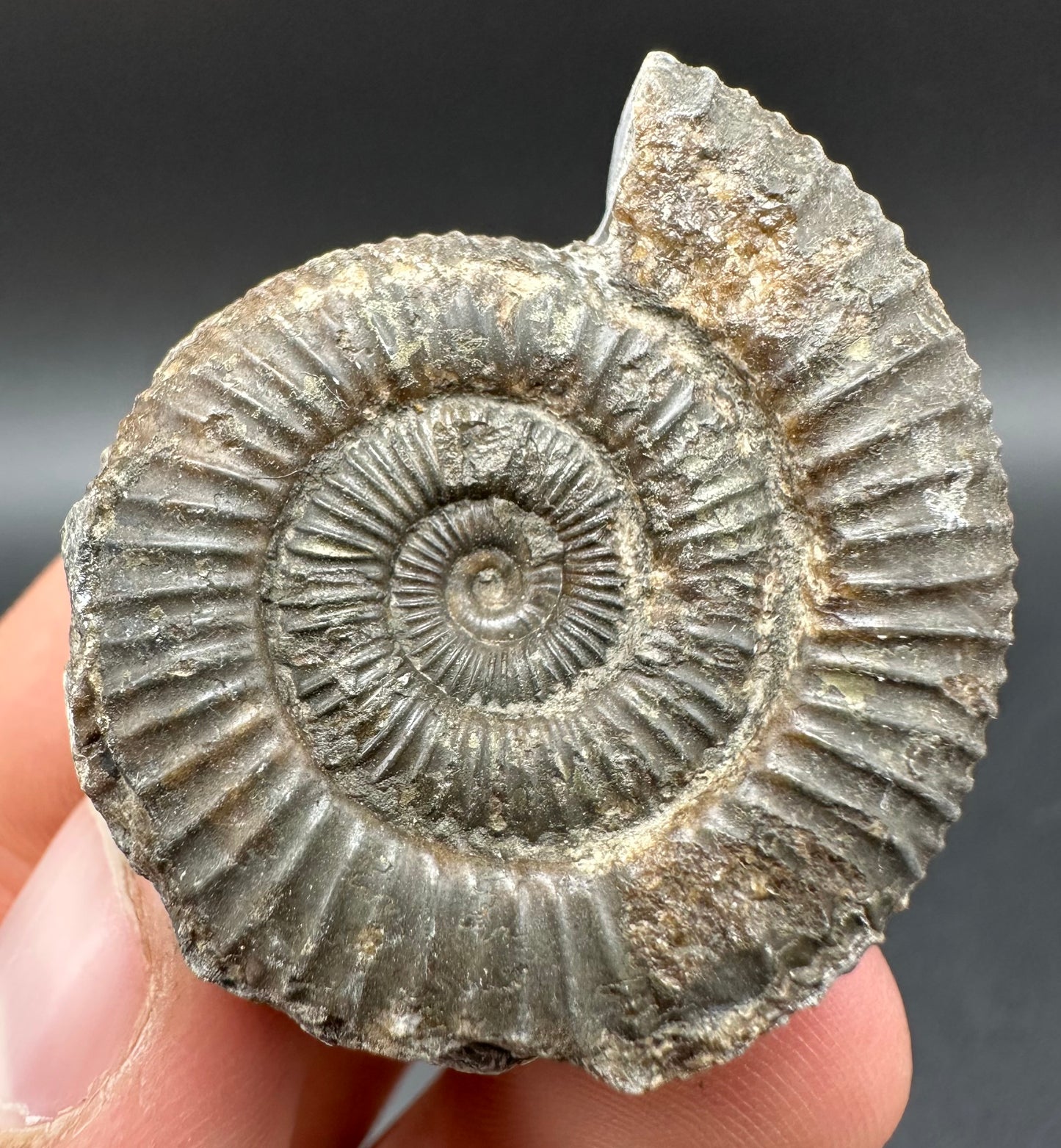 Dactylioceras Ammonite Fossil With Box And Stand - Whitby, North Yorkshire Jurassic Coast Yorkshire Fossils