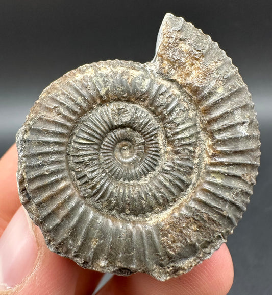Dactylioceras Ammonite Fossil With Box And Stand - Whitby, North Yorkshire Jurassic Coast Yorkshire Fossils