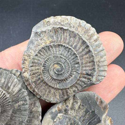 Dactylioceras imprint (negative) bundle ammonite shell fossil with box - Whitby, North Yorkshire, Yorkshire Fossils