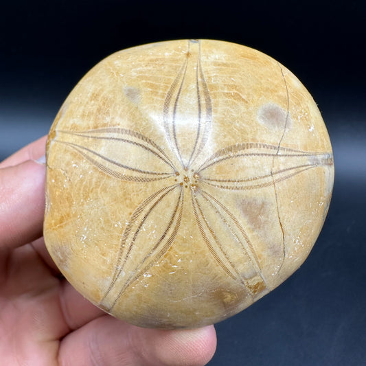 Holectypus Sea Urchin Fossil With Box And Stand - Middle Jurassic Madagascar