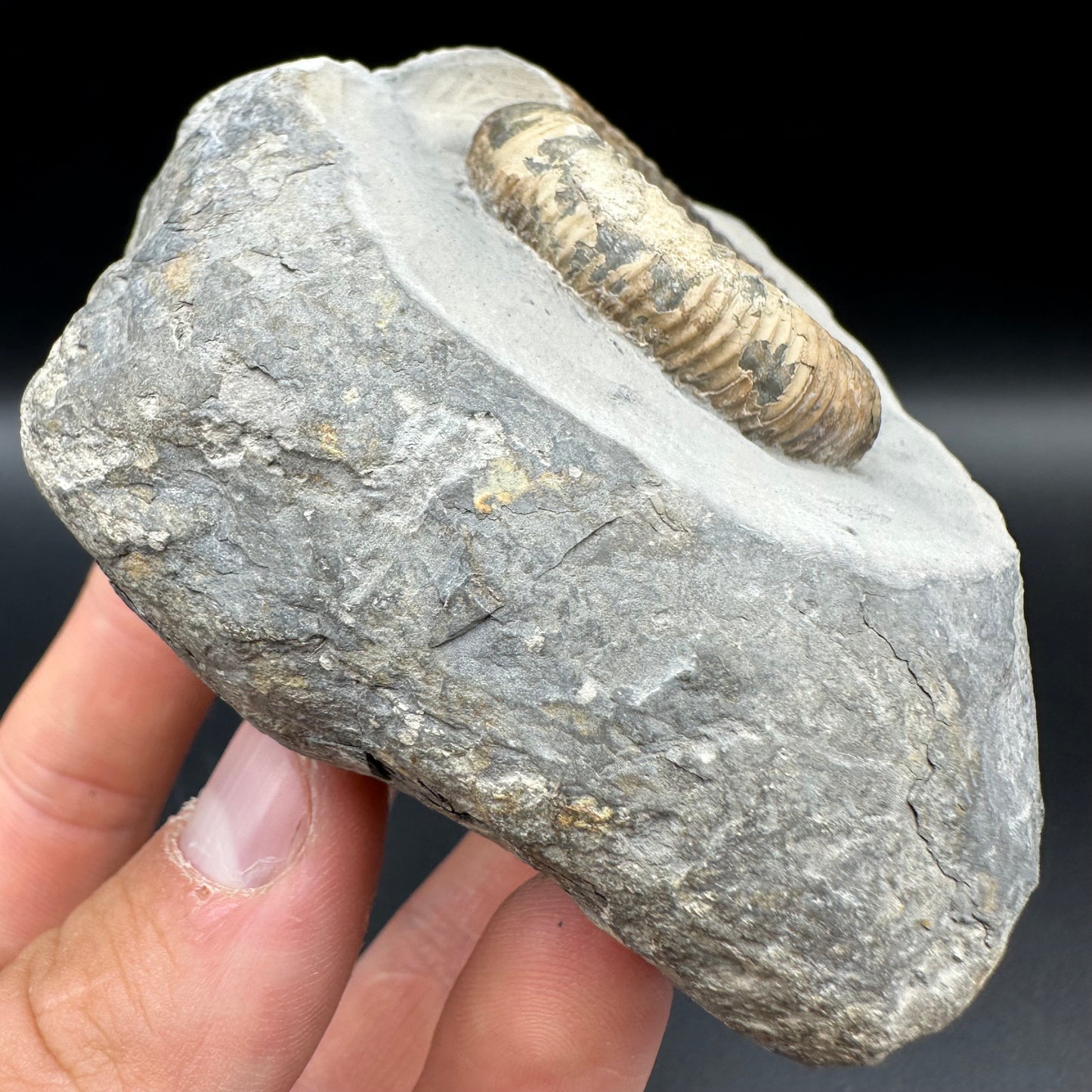 Dactylioceras Ammonite Fossil With Box And Stand - Whitby, North Yorkshire Jurassic Coast Yorkshire Fossils
