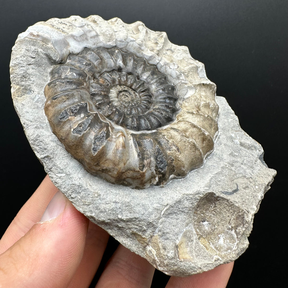 Androgynoceras maculatum ammonite fossil with box and stand - Whitby, North Yorkshire Jurassic Coast Yorkshire Fossils