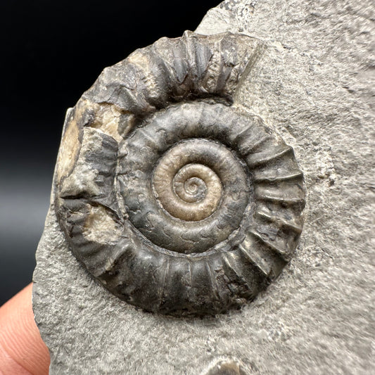Arnioceras ammonite shell fossil with box and stand - Whitby, North Yorkshire Jurassic Coast Yorkshire Fossils