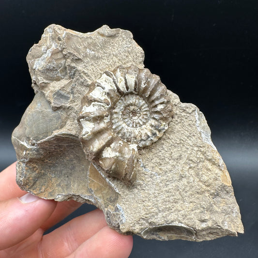 Androgynoceras capricornus Ammonite Fossil With Box And Stand - Whitby, North Yorkshire Jurassic Coast Yorkshire Fossils