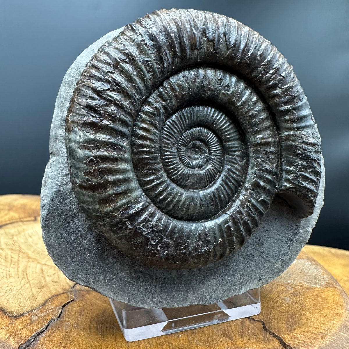 Dactylioceras Ammonite Fossil With box and Stand - Whitby, North Yorkshire Jurassic Coast Yorkshire Fossils