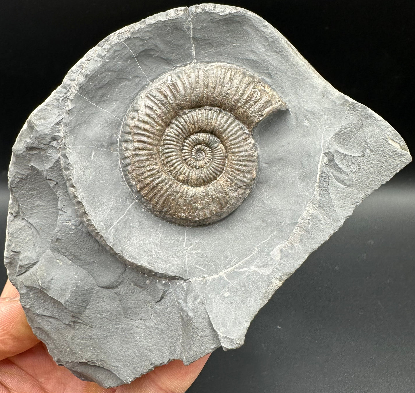 Zugodactylites Ammonite fossil with stand - Whitby, North Yorkshire Jurassic Coast, Yorkshire fossils