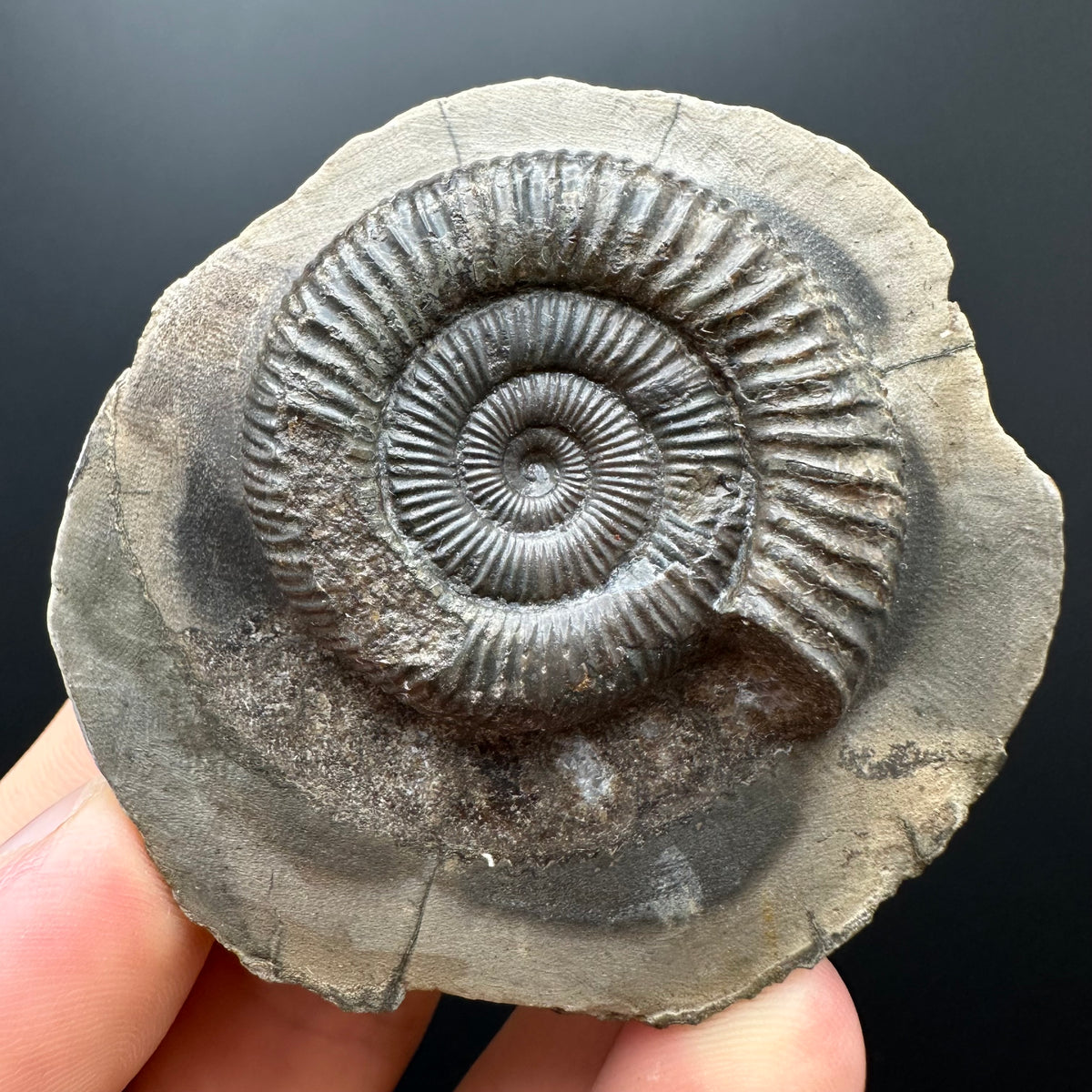 Dactylioceras Ammonite Fossil With box and Stand - Whitby, North Yorkshire Jurassic Coast Yorkshire Fossils