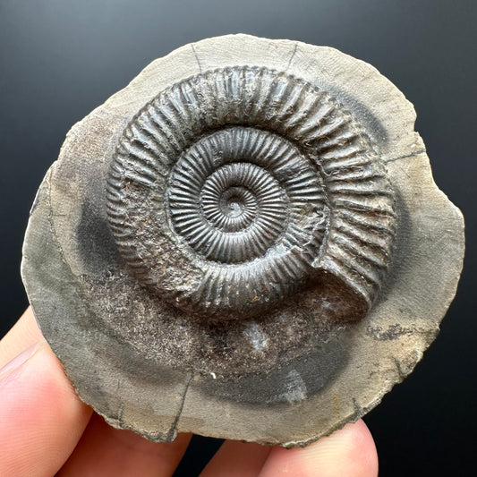 Dactylioceras Ammonite Fossil With box and Stand - Whitby, North Yorkshire Jurassic Coast Yorkshire Fossils