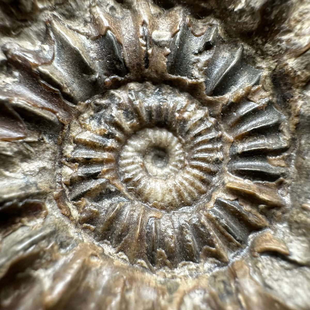 Oistoceras figulinum ammonite fossil with box and stand - Whitby, North Yorkshire Jurassic Coast Yorkshire Fossils