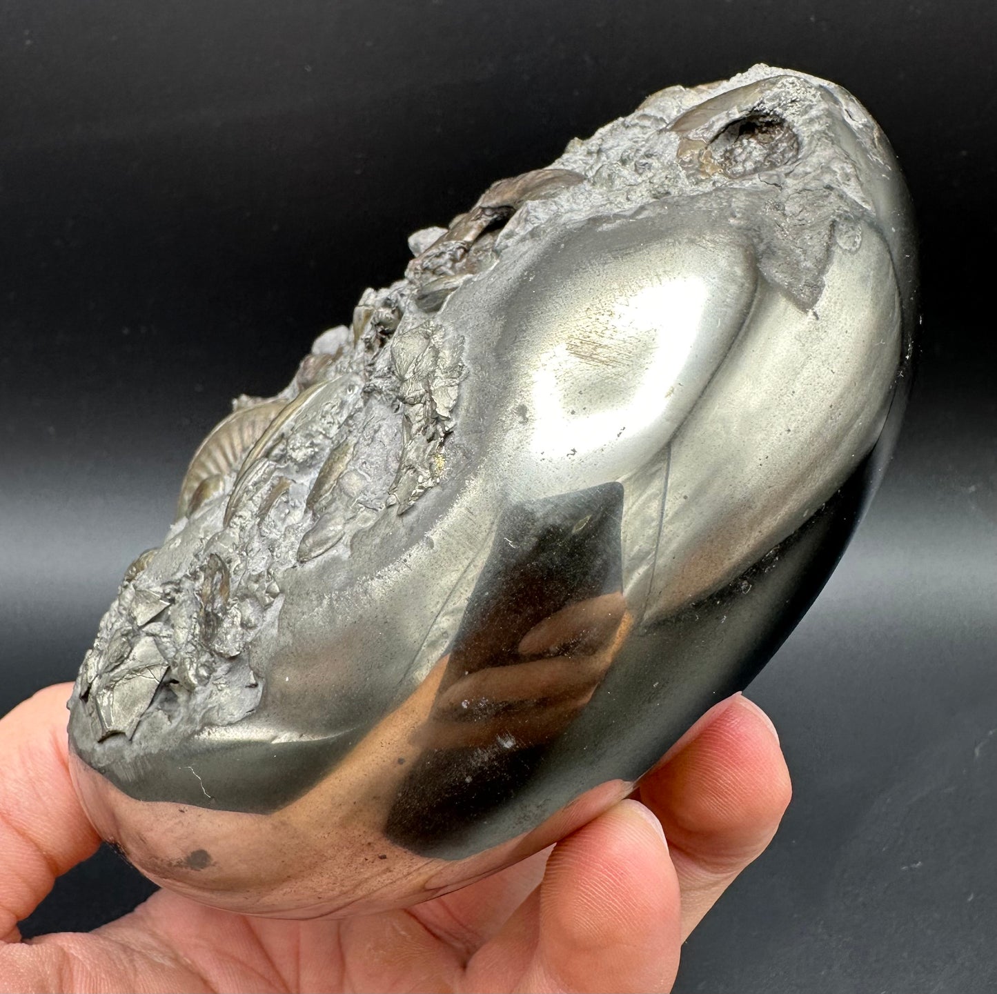 Golden Egg (GENUINE) Ammonite Fossil With Stand - Whitby, North Yorkshire Jurassic Coast Yorkshire Fossils