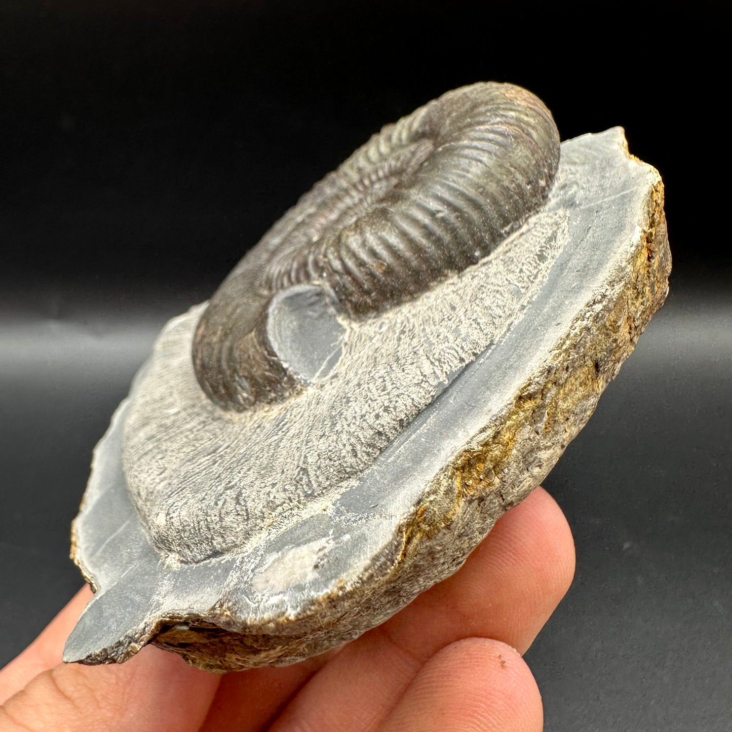 Catacoeloceras Sp. ammonite fossil with box and stand- Whitby, North Yorkshire Jurassic Coast Yorkshire Fossils