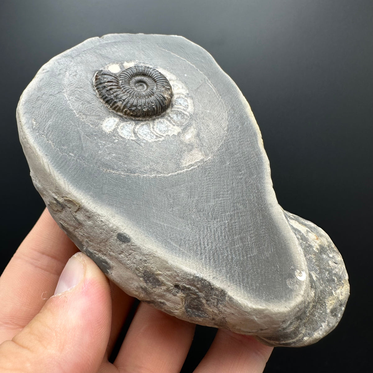 Dactylioceras Ammonite Fossil With box and Stand - Whitby, North Yorkshire Jurassic Coast Yorkshire Fossils