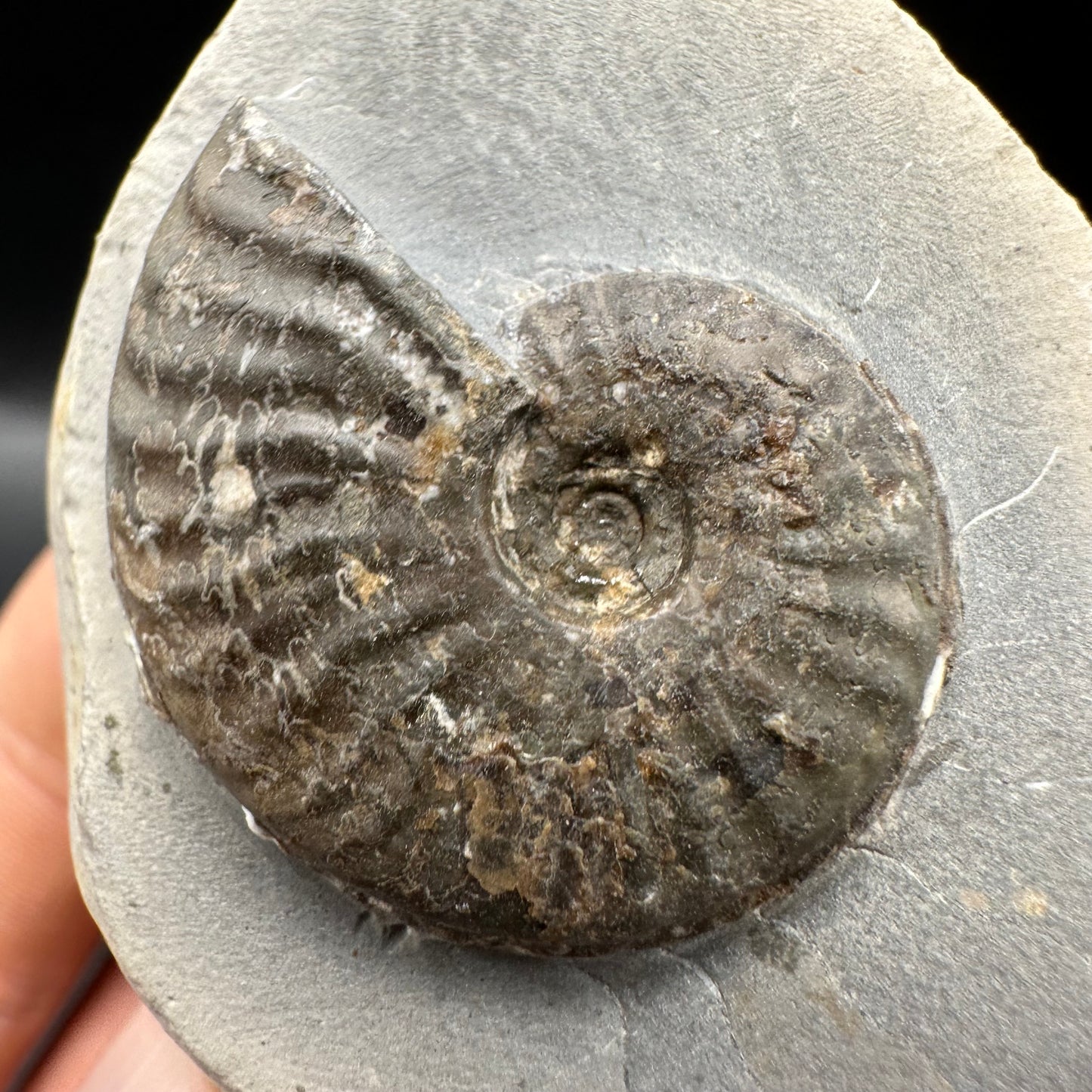 Pseudolioceras lythense Ammonite fossil with box and stand - Whitby, North Yorkshire, Yorkshire Fossils on the Jurassic Coast