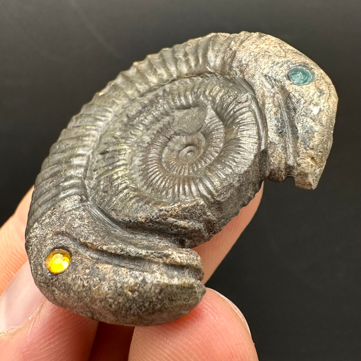 Hydra Snakestone Ammonite Fossil With Bag/Box And Stand - Whitby, North Yorkshire Jurassic Coast Yorkshire Fossils