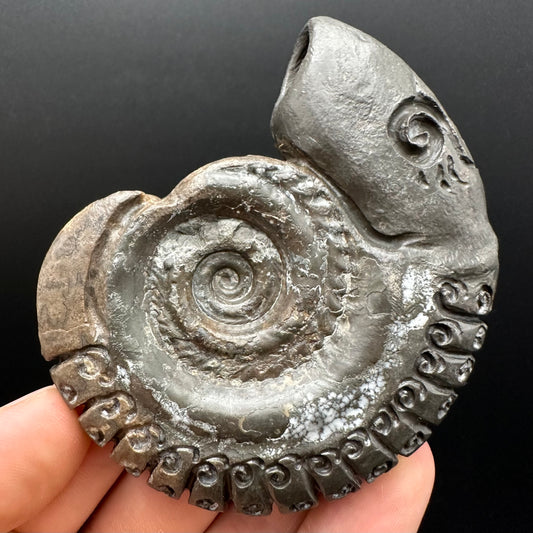 Snakestone Ammonite Fossil With Bag/Box And Stand - Whitby, North Yorkshire Jurassic Coast Yorkshire Fossils