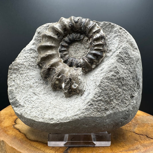 Androgynoceras maculatum ammonite fossil with box and stand - Whitby, North Yorkshire Jurassic Coast Yorkshire Fossils