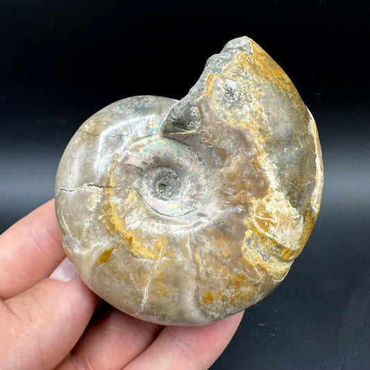 Puzosia Ammonite Fossil With Box And Stand - Cretaceous Ammonite Madagascar