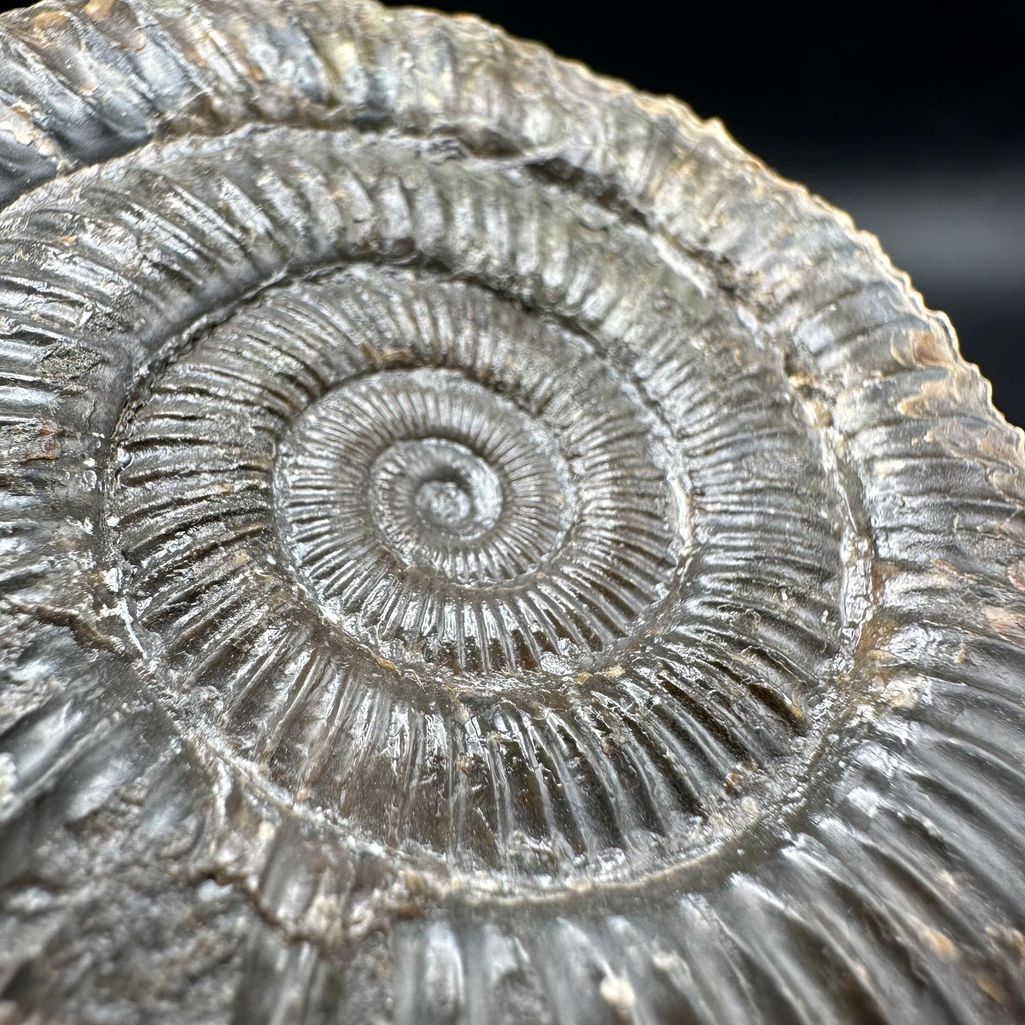 Dactylioceras Ammonite Fossil - Whitby, North Yorkshire Jurassic Coast Yorkshire Fossils