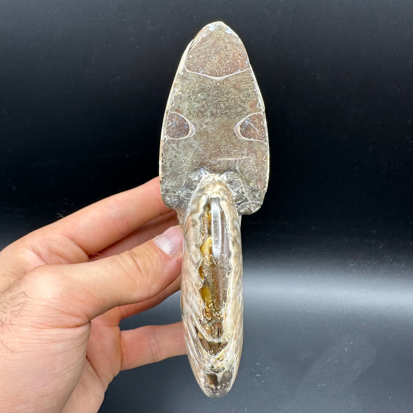 Cleoniceras Ammonite Fossil With Stand - Cretaceous Ammonite Madagascar
