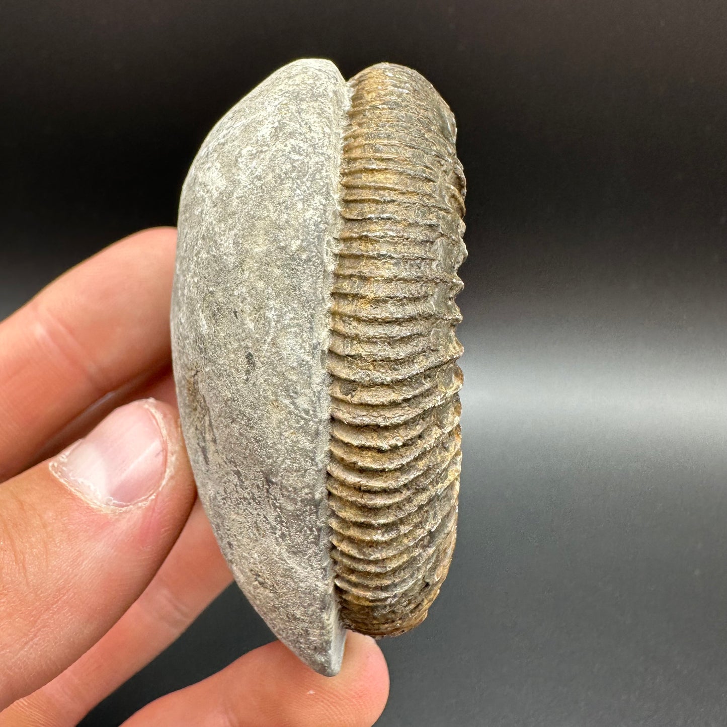Dactylioceras Ammonite Fossil With Box And Stand - Whitby, North Yorkshire Jurassic Coast Yorkshire Fossils