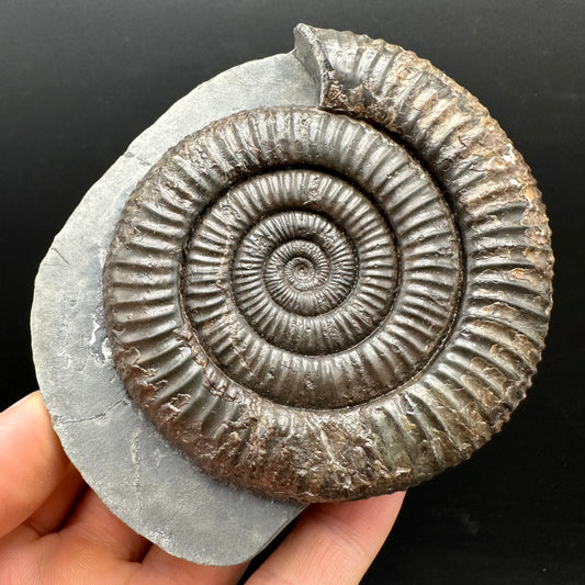 Dactylioceras Ammonite Fossil With Stand - Whitby, North Yorkshire Jurassic Coast Yorkshire Fossils