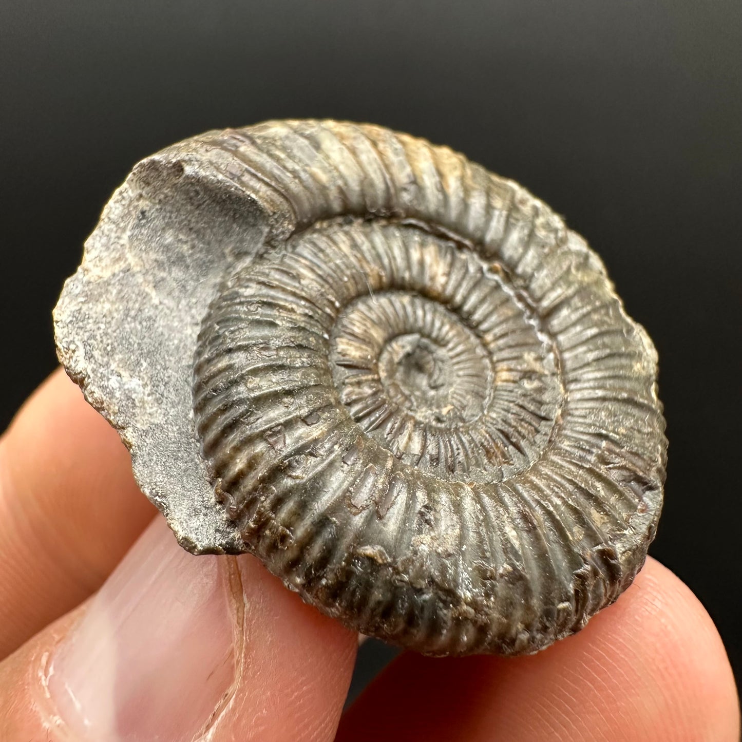 Dactylioceras Ammonite Fossil Gift Set - Whitby, North Yorkshire Jurassic Coast Yorkshire Fossils