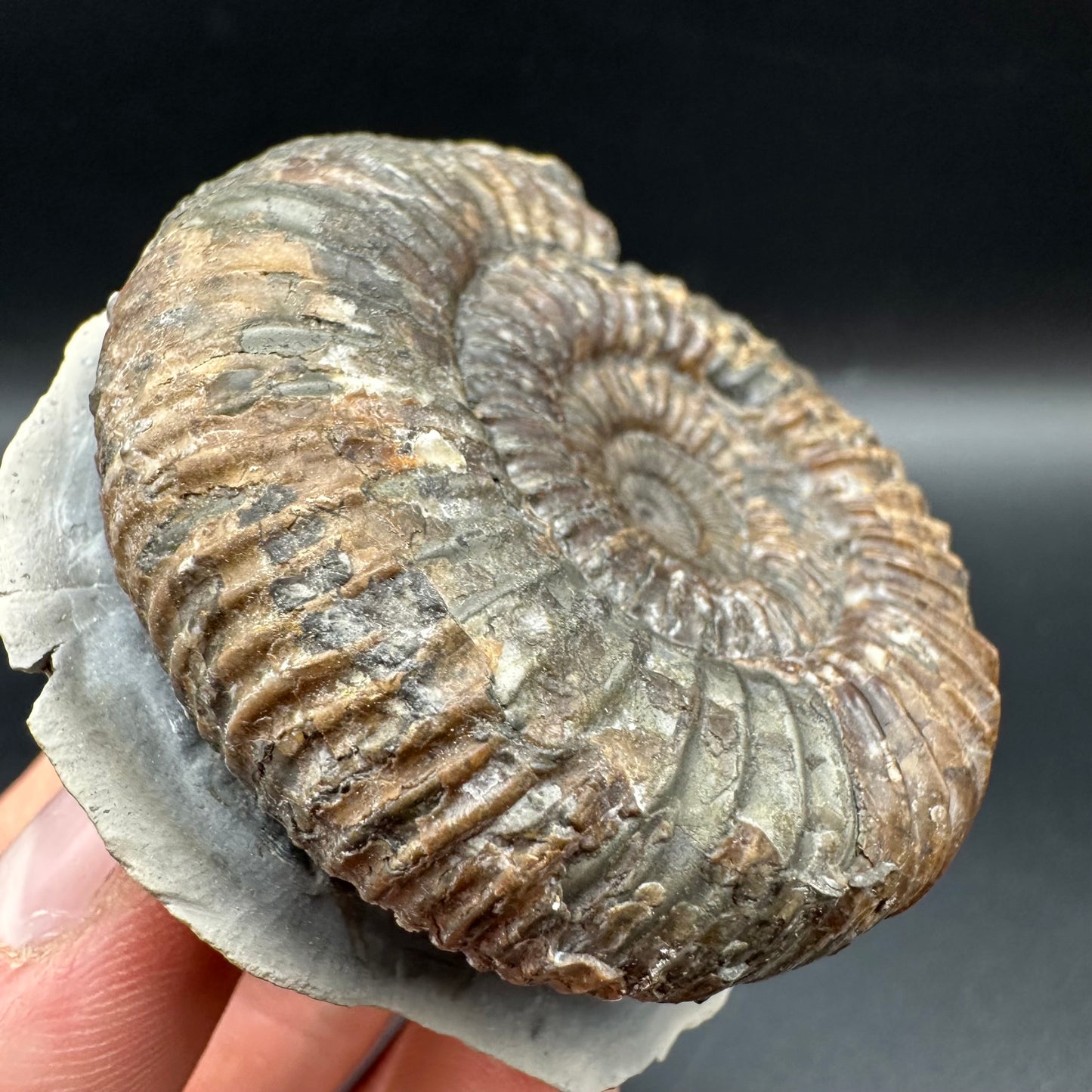 Catacoeloceras Sp. ammonite fossil with box and stand- Whitby, North Yorkshire Jurassic Coast Yorkshire Fossils