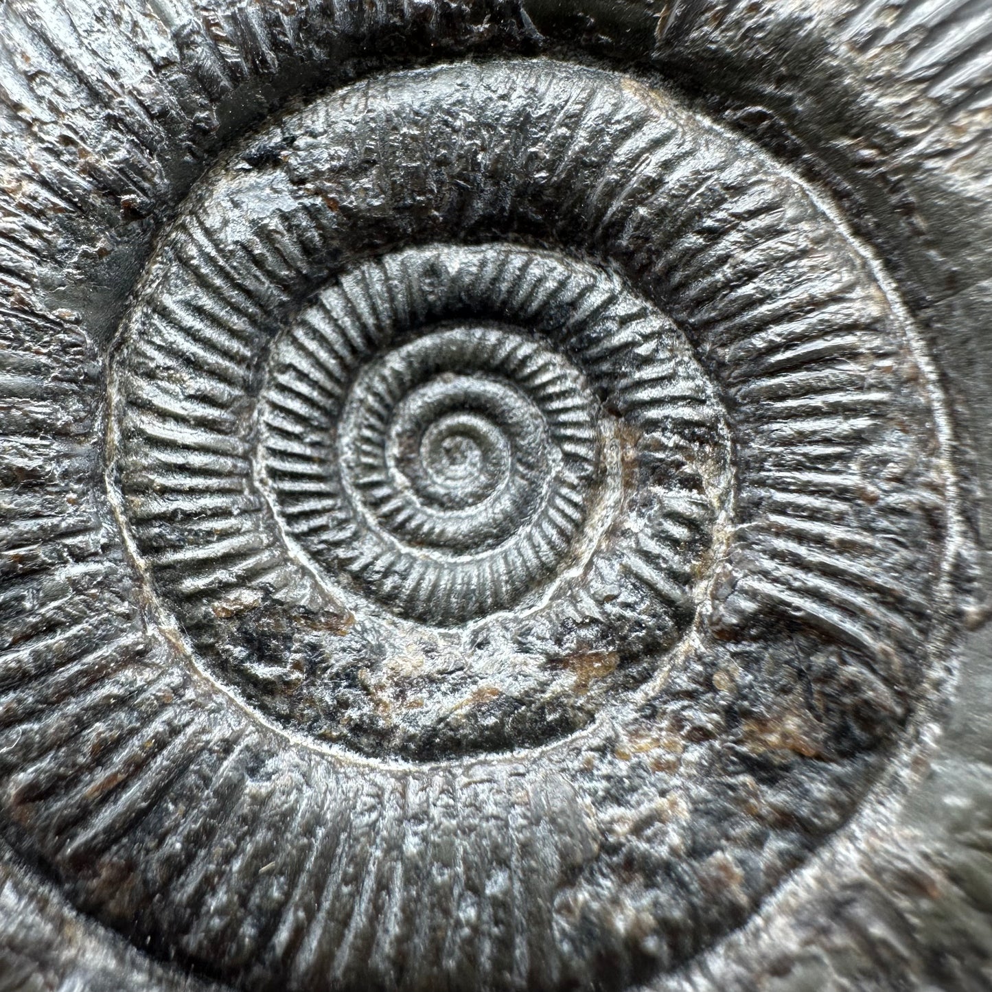 Dactylioceras tenuicostatum ammonite fossil - Whitby, North Yorkshire Jurassic Coast Yorkshire Fossils