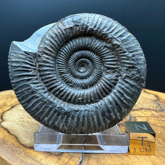 Dactylioceras Ammonite Fossil With box and Stand - Whitby, North Yorkshire Jurassic Coast Yorkshire Fossils
