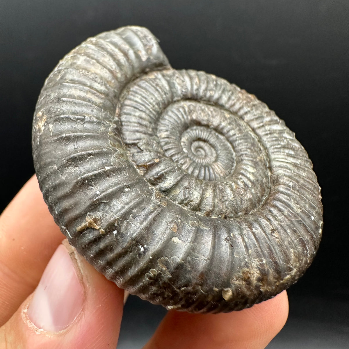 Dactylioceras Ammonite Fossil With box and Stand - Whitby, North Yorkshire Jurassic Coast Yorkshire Fossils