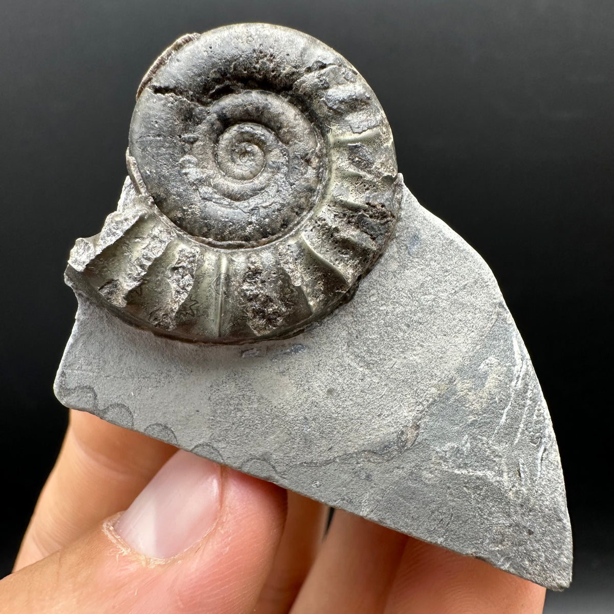 Arnioceras ammonite shell fossil with box and stand - Whitby, North Yorkshire Jurassic Coast Yorkshire Fossils