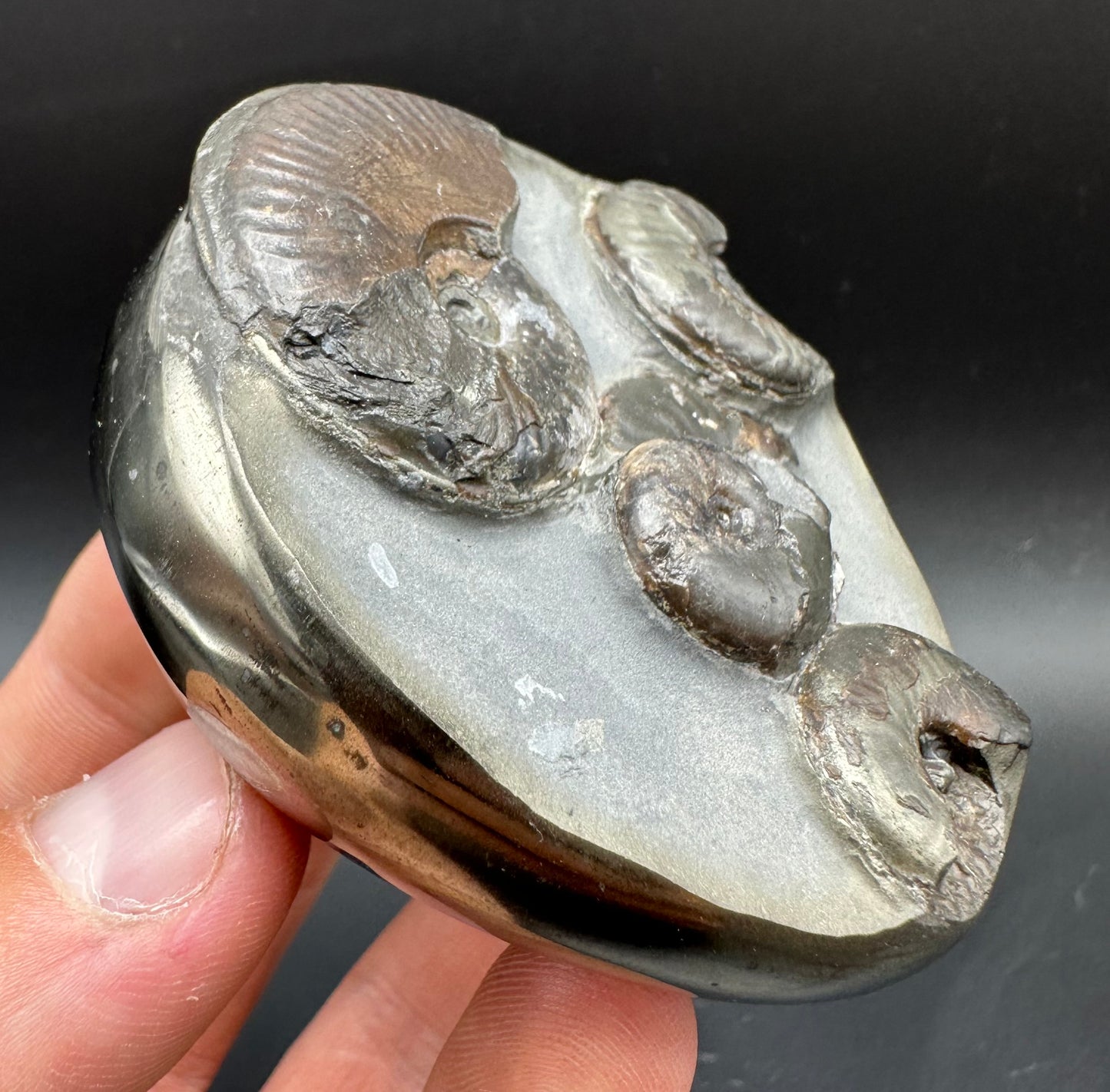 Golden Egg (GENUINE) Ammonite Fossil With Stand - Whitby, North Yorkshire Jurassic Coast Yorkshire Fossils