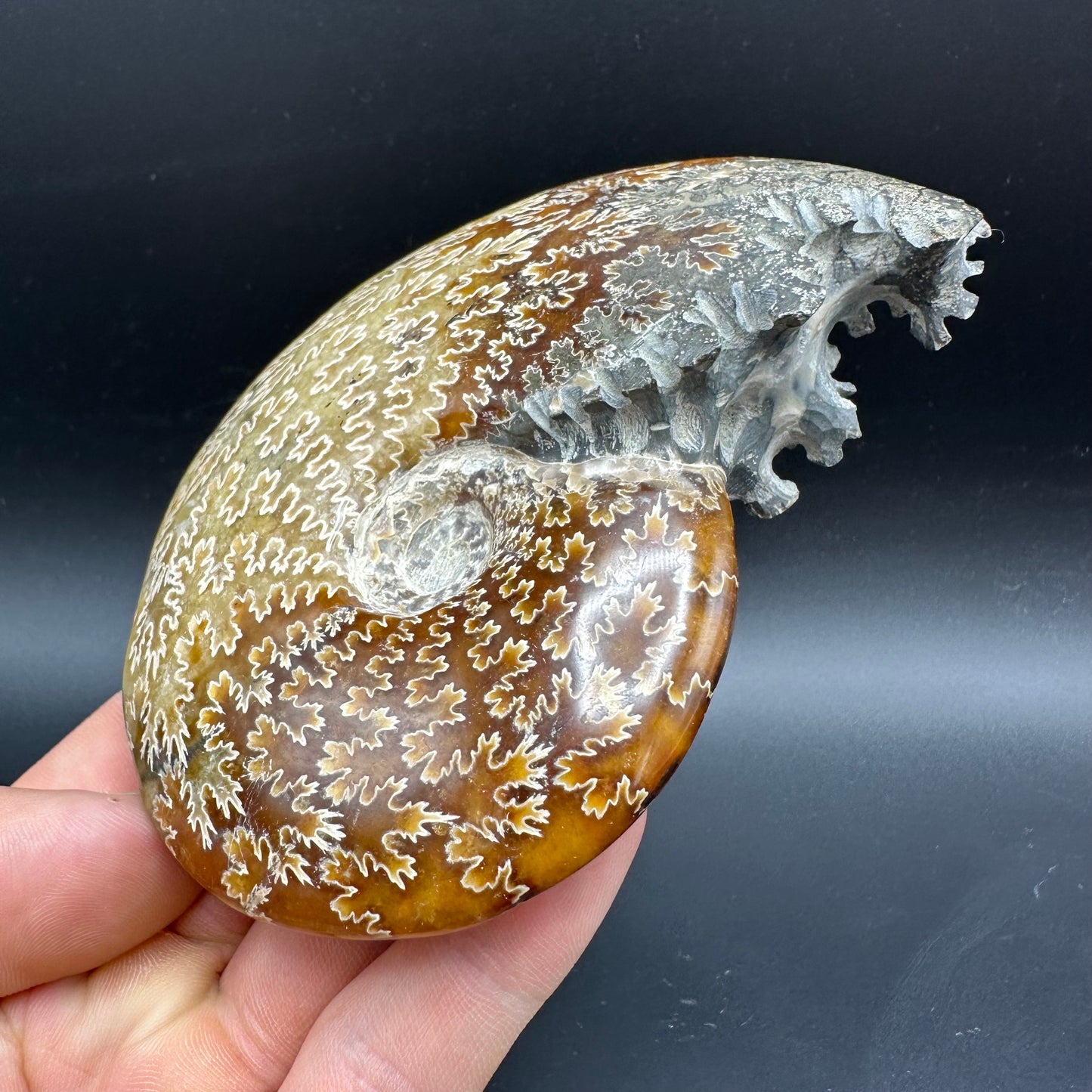 Cleoniceras Ammonite Fossil With Box And Stand - Cretaceous Ammonite Madagascar