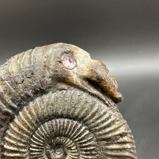 Snakestone Ammonite Fossil With Bag/Box And Stand - Whitby, North Yorkshire Jurassic Coast Yorkshire Fossils