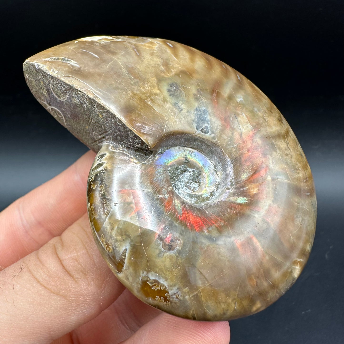 Cleoniceras Ammonite Fossil With Box And Stand - Cretaceous Ammonite Madagascar
