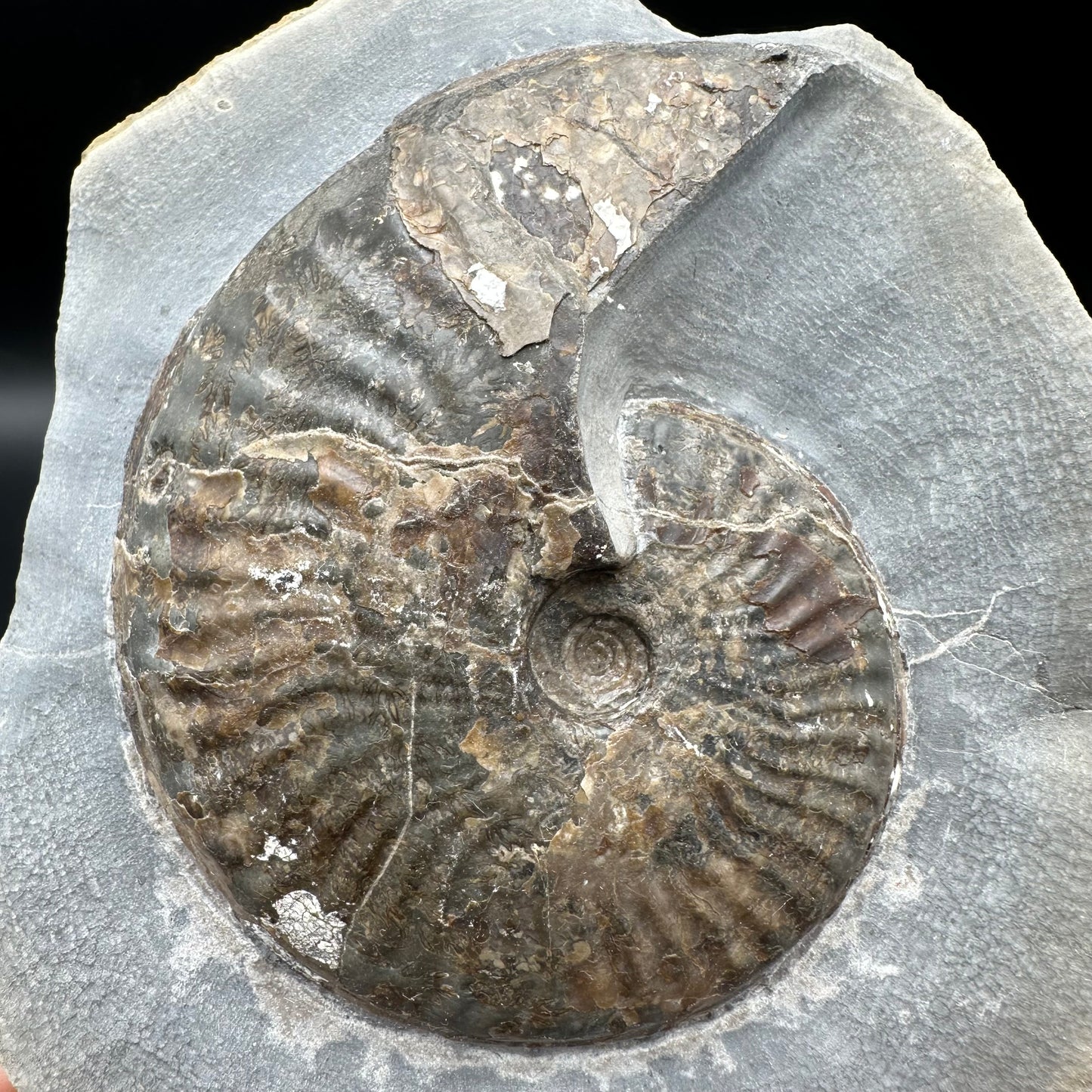 Pseudolioceras lythense ammonite fossil - Whitby, North Yorkshire, Yorkshire Fossils on the Jurassic Coast