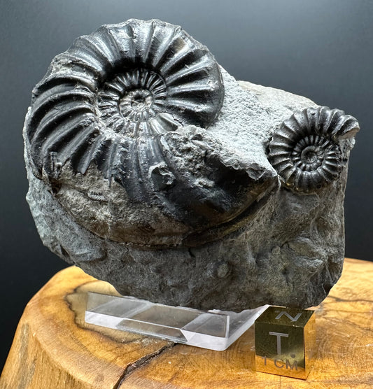 Asteroceras Ammonite fossil with box and stand - Whitby, North Yorkshire Jurassic Coast Yorkshire Fossils