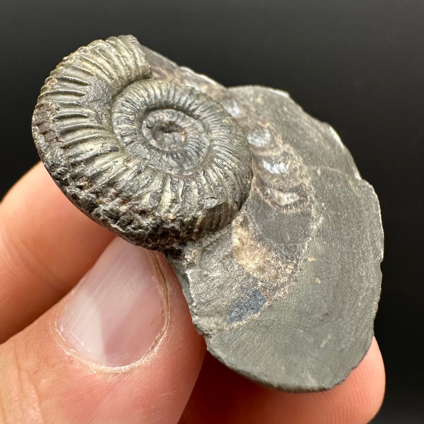 Dactylioceras Ammonite Fossil Gift Set - Whitby, North Yorkshire Jurassic Coast Yorkshire Fossils